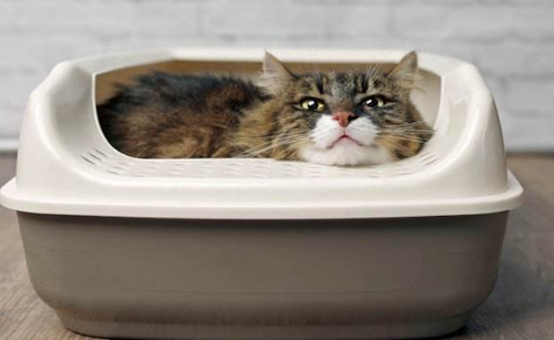 猫会嫌弃猫砂盆小吗