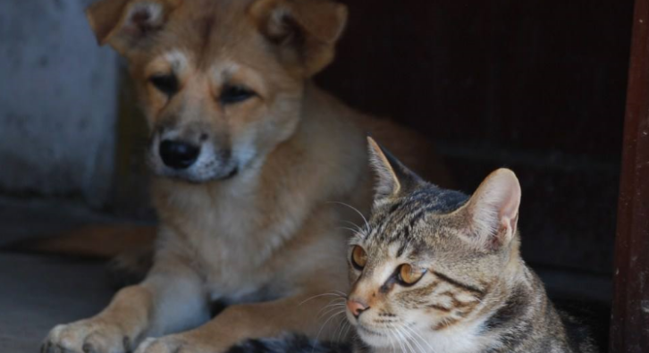 猫爪摁狗头的受发生了什么