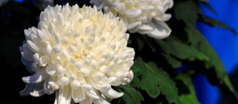 古代衣服上绣菊花是什么意思