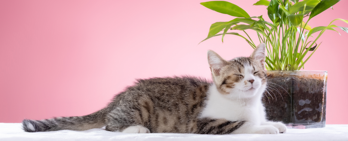 猫得猫瘟为什么耳朵里流出黑色液体