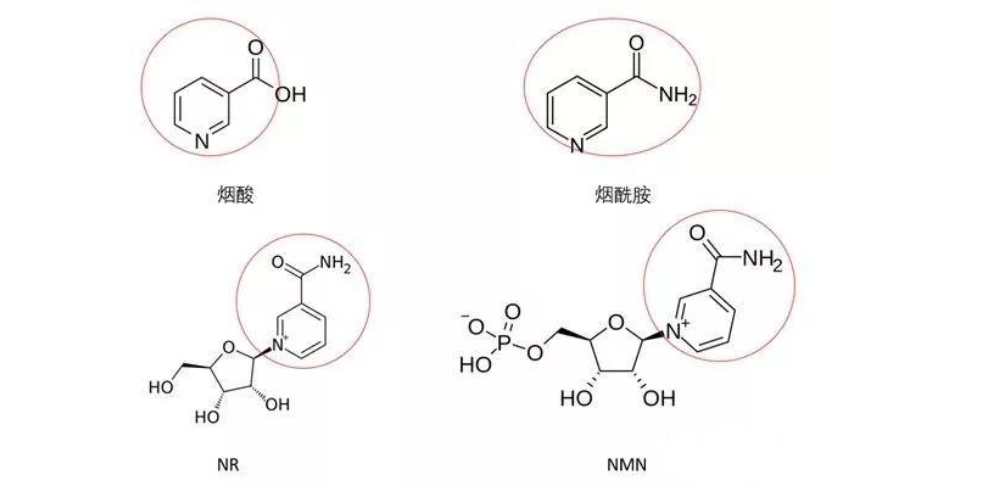 含烟酰胺核糖的食品国内可生产销售吗