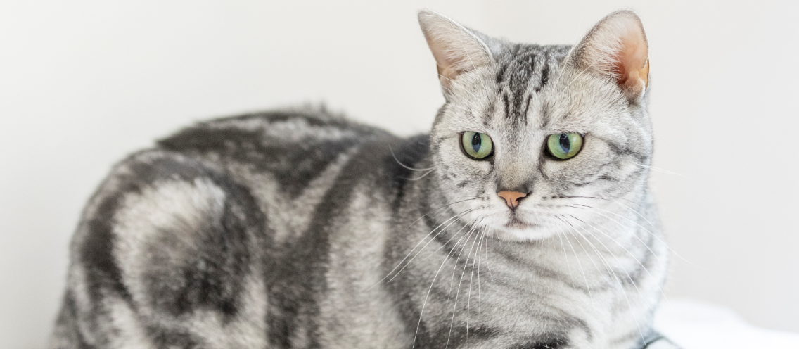 猫咪喂果根素一般吃几天