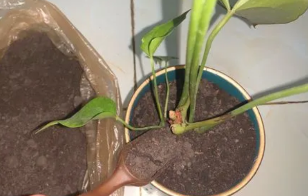 扇贝麒麟如何换盆