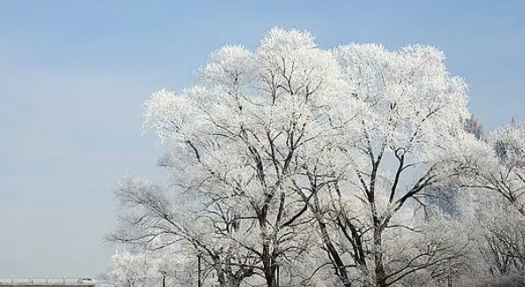 观察风向和树枝飘动的方向你发现了什么规律