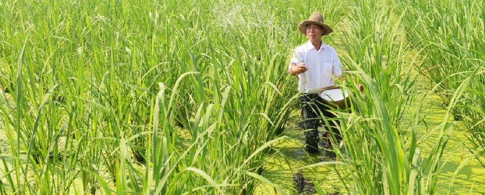 菰芽露碧比喻那些事物