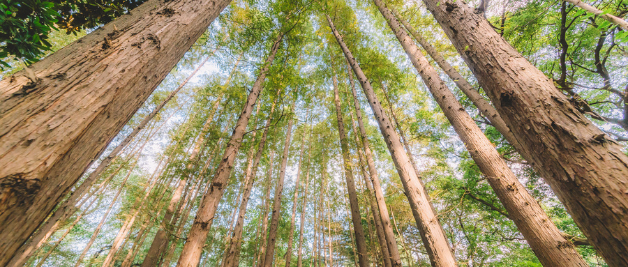 缘木求鱼是什么意思