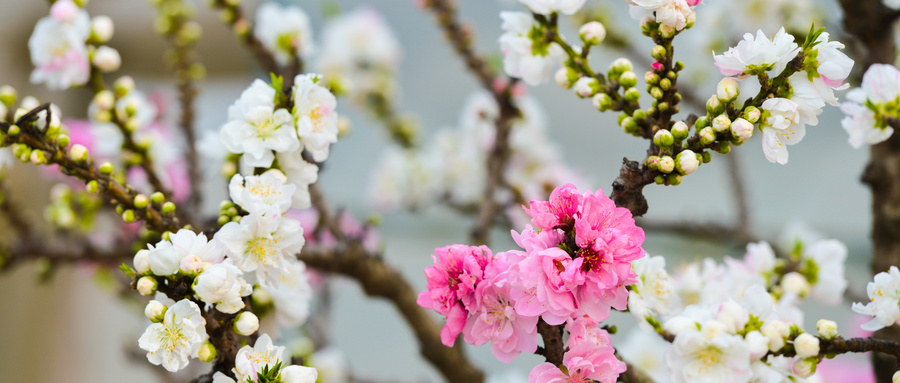 桃花劫是什么意思