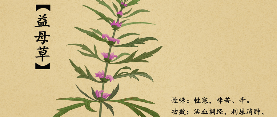 益母草颗粒的作用及功效副作用