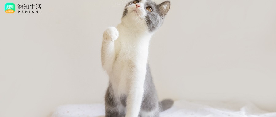 该不该收养一只流浪猫