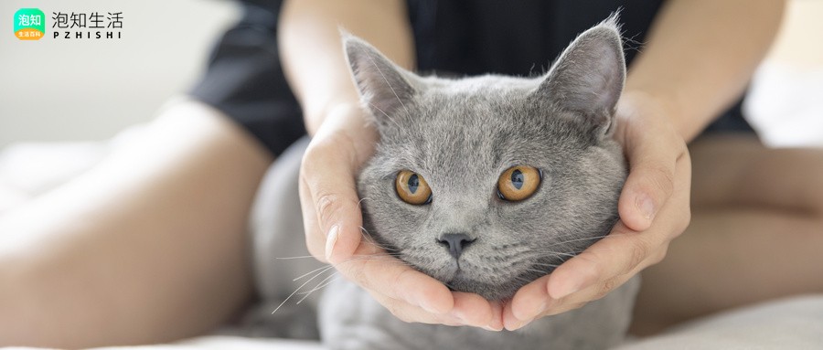猫saa和血常规有必要一起做吗