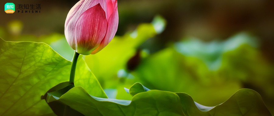 异花传粉后代容易变异吗