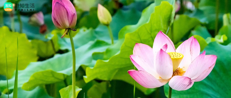 水系后边放什么假花