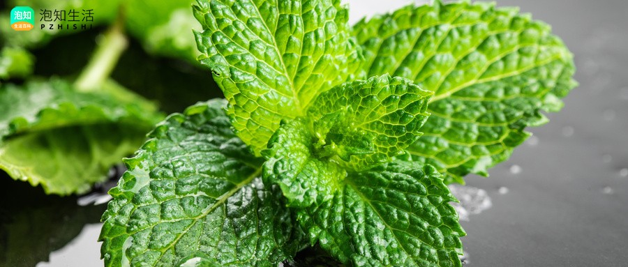 请问科西嘉小叶迷你葡匐垂吊野薄荷种子怎样播种呢