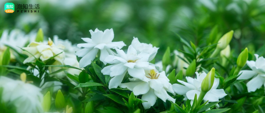 祭奠父亲去世70天送什么花