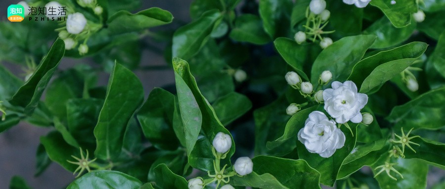 非洲茉莉修剪后多久发芽