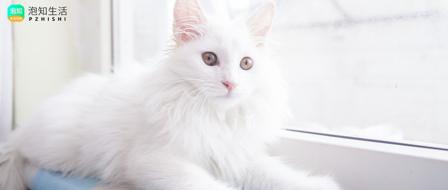狮子猫耳朵上有长毛