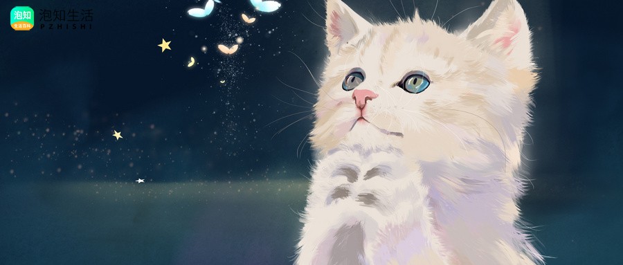 猫咪带项圈需要把毛剪短吗