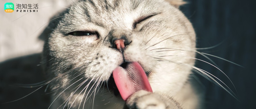 猫咪股骨头手术5天后还能得猫瘟吗