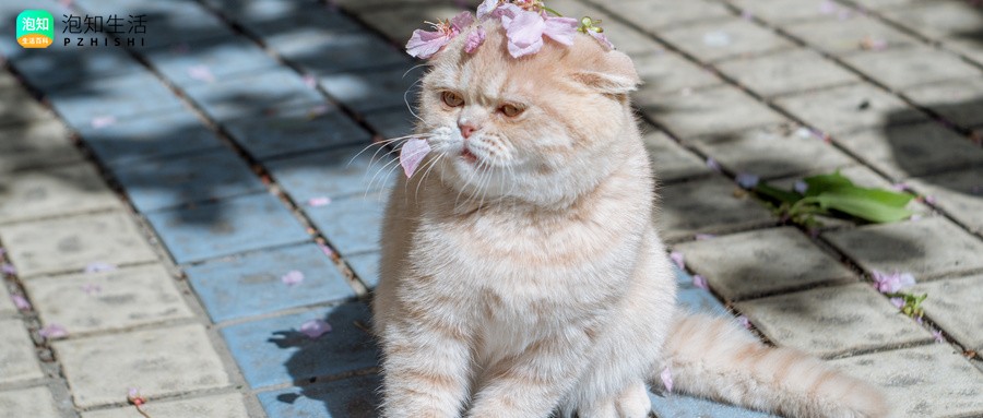 猫咪腹水会拉的多吗
