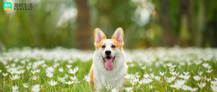 打全疫苗的狗狗吃了有犬瘟狗狗吃的东西有事吗