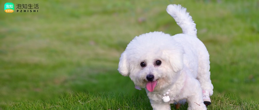 黑色比熊犬和白色哪个好