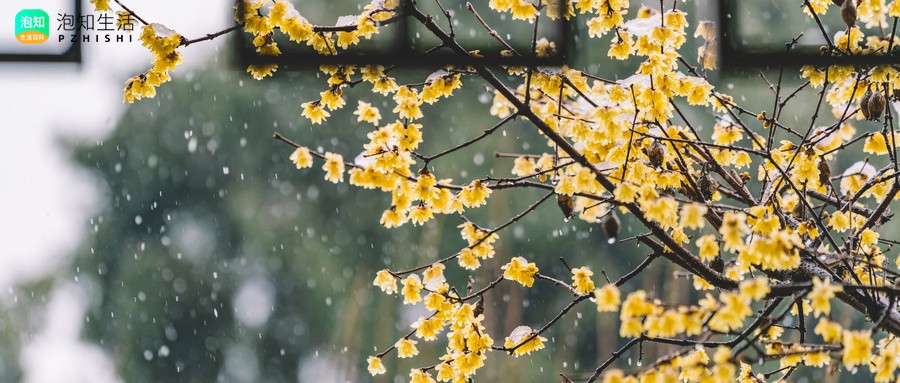空许梅花随风去什么意思