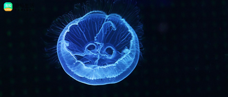 海蜇是水母吗？水母能活多久