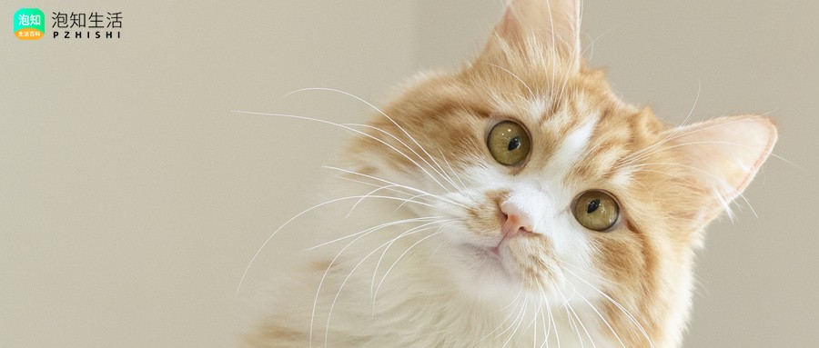 猫能吃通窍鼻炎颗粒吗