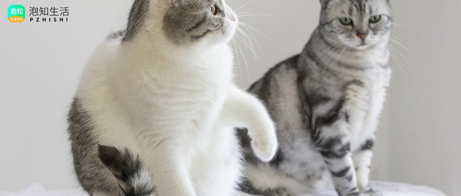 给猫猫吃辣椒嗓子哑了怎么办