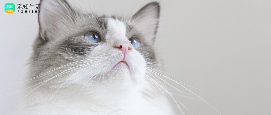 猫能屏蔽不想听到的声音吗