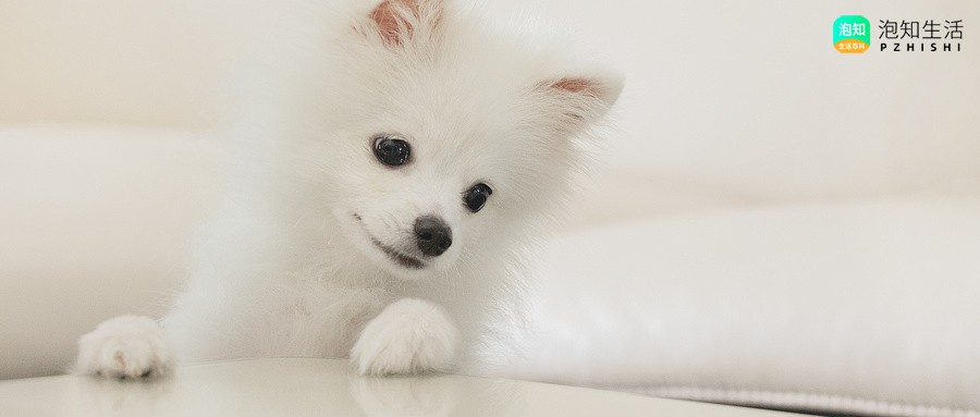 3个月博美犬自制奶酪可以放柠檬汁吗