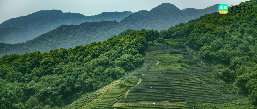 一公斤茶多酚含多少茶色素含量