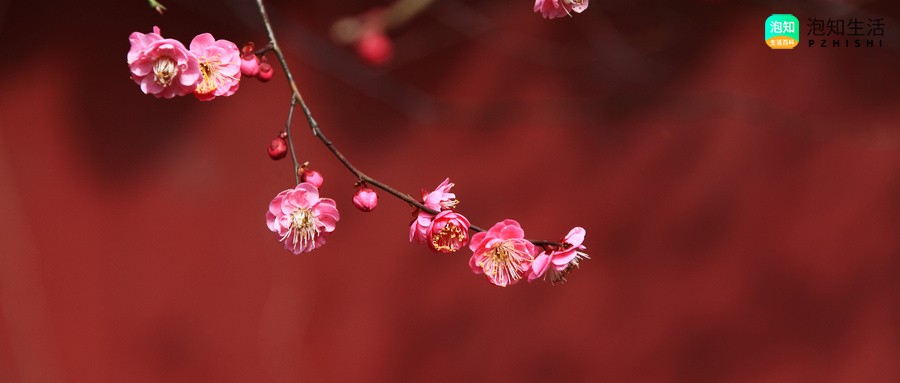 李子树高庄嫁接的梅花能开花吗