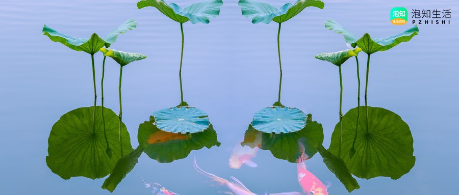 院子里弄的鱼池要排水管吗