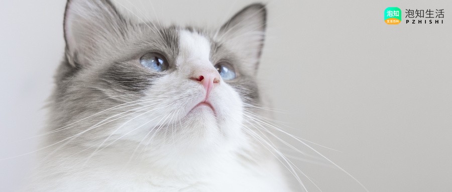把羊毛衫放在猫窝里好吗