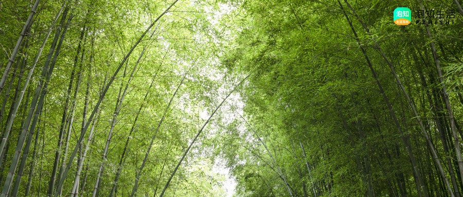 竹露曦华含义