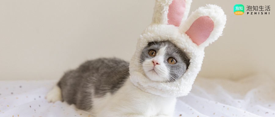 蓝猫脱毛期间坑坑洼洼正常吗