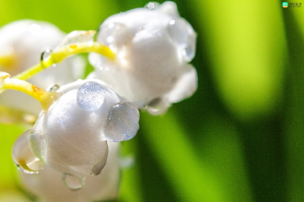 铃兰花根干透了还能种吗