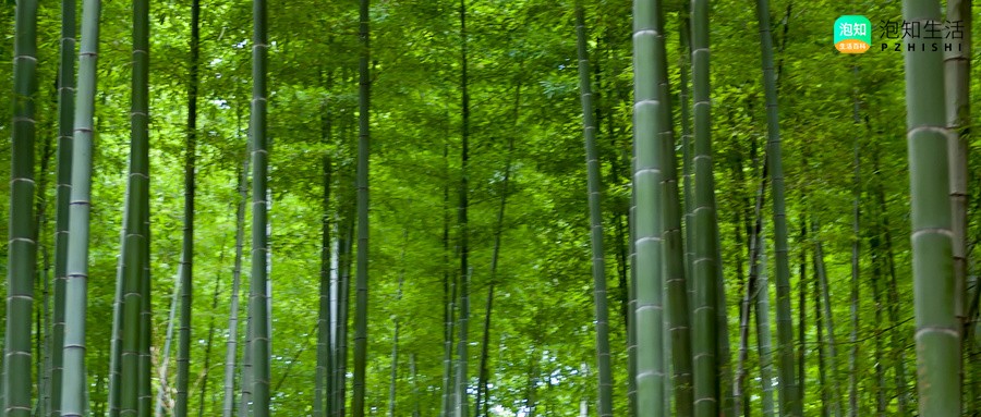 竹子被醋水泡了叶子发黄怎么办