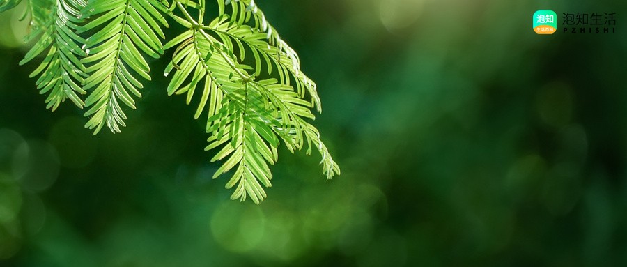黄桷兰嫁接与否的区别