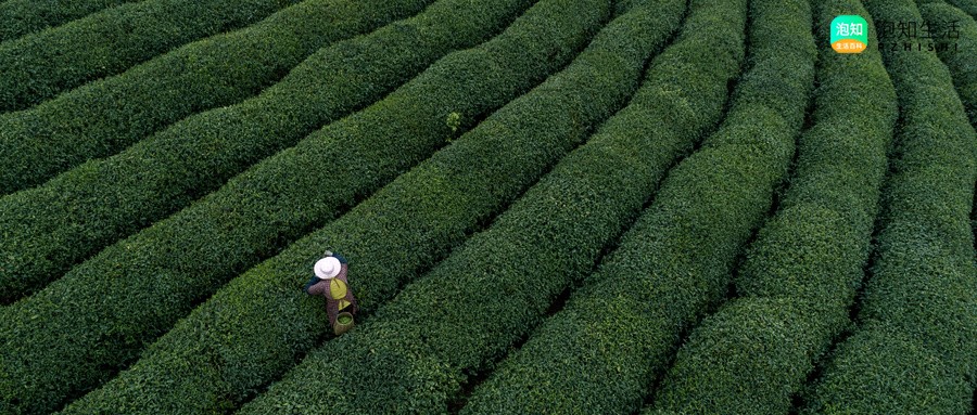 防城金花茶树花开完后就死吗？防城金花茶树耐寒吗
