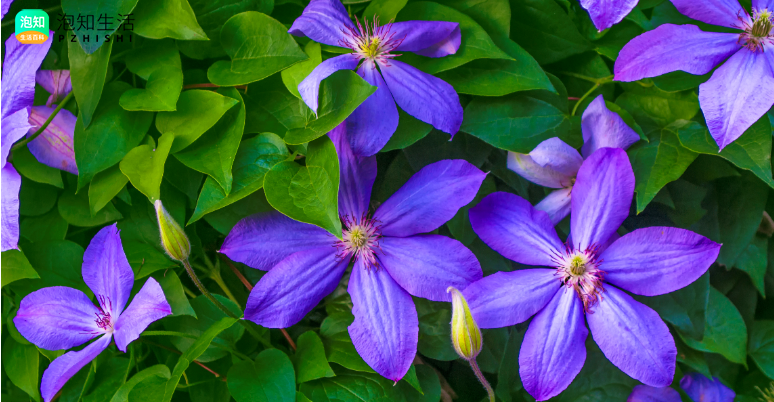 菠萝尼亚花耐高温吗？菠萝花耐寒吗