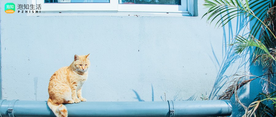 野猫白天会出来吗？野猫白天一般都在什么地方
