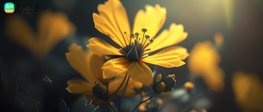 葫芦娃菊花残是什么意思?菊花残是什么意思