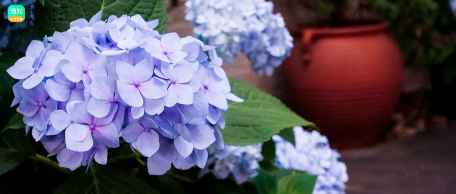 莎伦绣球花优缺点？纱织绣球花怎么修剪