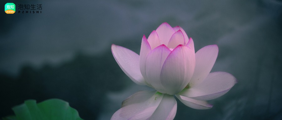 一叶莲的危害有多大？一叶莲的叶片边缘为什么发黑