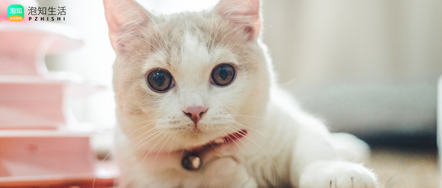 粘人的小猫作文怎么写？粘人的小猫有什么特点