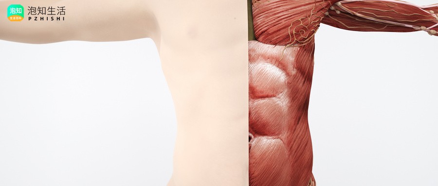 胸锁乳突肌,背肌,腹肌有什么共同点和不同点？胸锁乳突肌是对称的吗