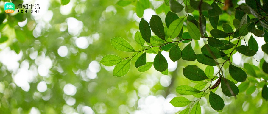 合欢树截干后当年还会开花吗？合欢树干枯怎么回事