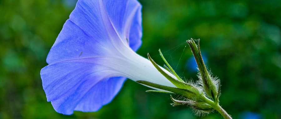 牵牛花爬藤期多长时间？牵牛花爬藤快吗